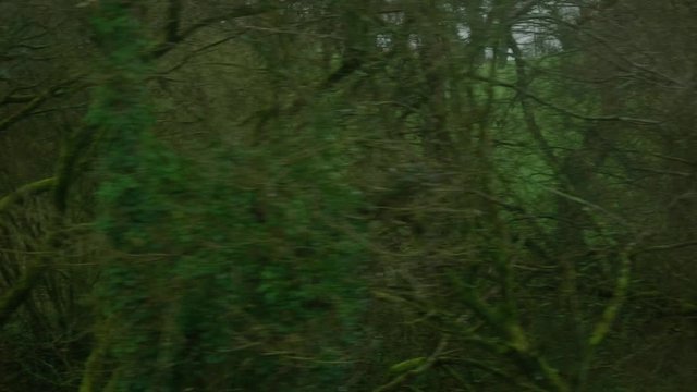 POV View From Window On Carhaix to Guingamp Train Going Past Dense Woodland Trees. Follow Shot