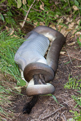 Olive Python feeding on Rock Wallaby
