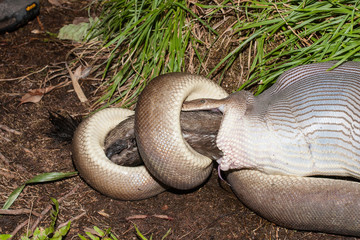 Olive Python feeding on Rock Wallaby