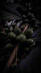 close up of a bunch of fresh vegetables