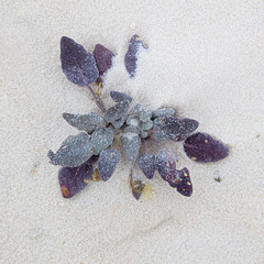 Plant Gradually Covered by Sand Dune