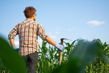 Gardeners check the corn plant in organic farm.