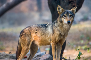 an indian wolf (Canis lupus pallipes)stands on the rock, which is is a subspecies of grey wolf that ranges from Southwest Asia to the Indian Subcontinent. - obrazy, fototapety, plakaty