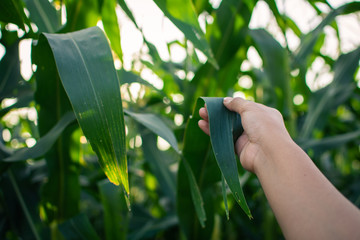 Gardeners check the corn plant in organic farm.