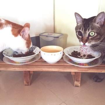 Two Cats Eating From Bowls