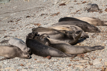 Fototapeta premium sea lion sleeping