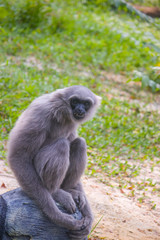 A Silvery gibbon sits on the rock.
It is a primate in the gibbon family Hylobatidae. It is endemic to the Indonesian island of Java, where it inhabits undisturbed rainforests.