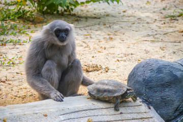 a Silvery gibbon plays with a Red-Eared Slider.
It is a primate in the gibbon family Hylobatidae....