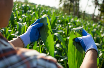 Gardeners check the corn plant in organic farm.