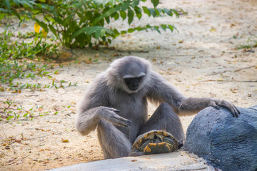 Fototapeta premium a Silvery gibbon plays with a Red-Eared Slider. It is a primate in the gibbon family Hylobatidae. It is endemic to the Indonesian island of Java, where it inhabits undisturbed rainforests.