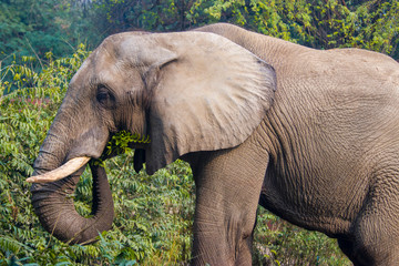 The lone African elephant Shankar eats plant in bush in new delhi zoo.
this elephant is gift from...