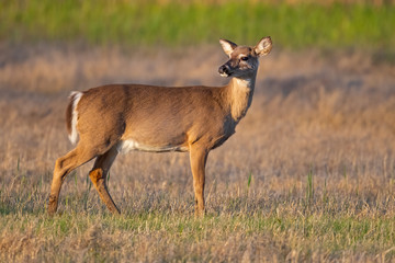 Naklejka na ściany i meble White-tailed Deer Standing in a Field