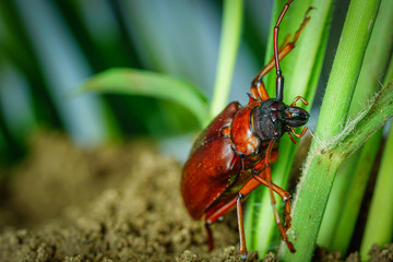 This is a titan beetle or beetle titanium or Longhorned Beetles, The beetle that destroys the cane root of the farmer in thailand, But it can be eaten as food