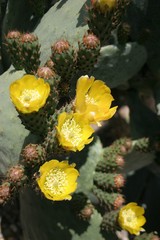 Close-up Of Prickly Pear Cactuses Outdoors