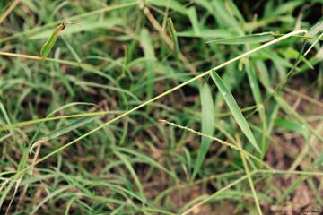 Rain drop dewdrop on grass