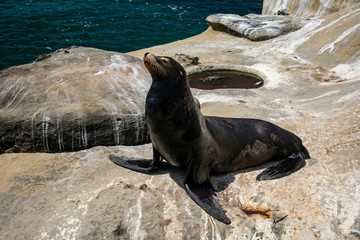Majestic sea lion, San Diego, California