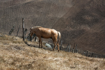 A beautiful brown yellow horse in countryfield with brown crop mountain at sunny day background 