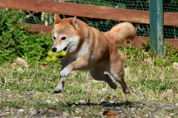 柴犬 掻く Wall Mural Wallpaper Murals Wallsheaven Mitchy