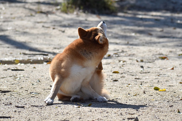 柴犬・掻く・ひねる