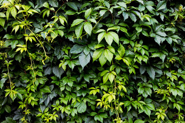 Fototapeta na wymiar Ivy and Virginia creeper (Parthenocissus quinquefolia)