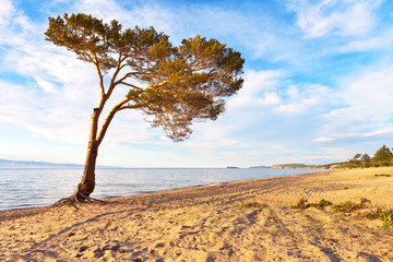 Baikal Lake in the summer. The sandy beach of Saraiskiy Bay at Olkhon Island. A beautiful pine tree with bare roots and a trunk bent from the winds at the very edge of the water. Beautiful landscape