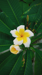 Tropical flower close-up, Asia Plants