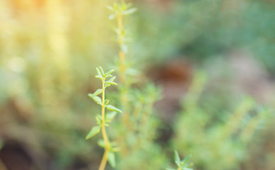 Wild oregano growing in a garden. Oregano sign.Small Oregano Plant