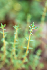 Wild oregano growing in a garden. Oregano sign.Small Oregano Plant