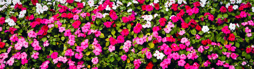 Background of blooming pink and white petunias.