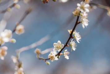Plum Blossom Bloom Tree White