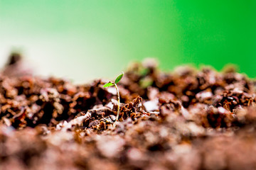 Little plant growing on soil with sunlight