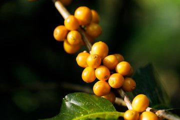 yellow catimor Coffee beans ripening on tree in North of thailand
