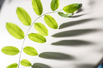 Fototapeta na wymiar Fresh green leaves on a branch with shadows on white background