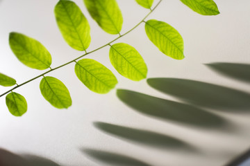 Fresh green leaves on a branch with shadows on white background