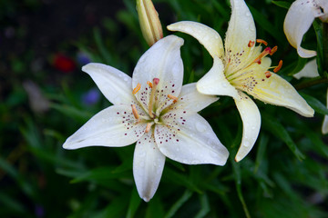 Botanical: close up of beautiful white lilys with dewdrops in the garden