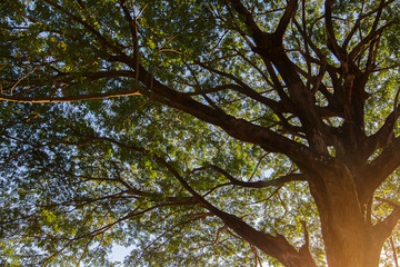 Fototapeta premium Trees in the park in Summer