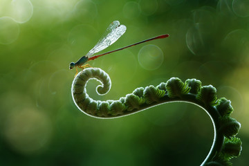 dragonfly on green leaf