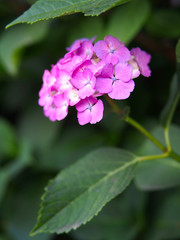 日本の東京都王子の飛鳥山で咲く　紫陽花のピンク色の小さな花