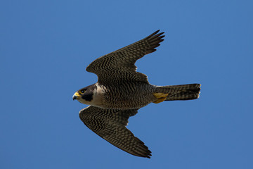 Close view of a Peregrine Falcon flying, seen in the wild near the San Francisco Bay