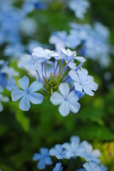 Pequeñas flores azules