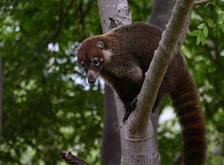 wildlife photo of an White-nosed coati - Nasua narica - Costa Rica