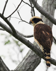 Wildlife photo of a Laughing Falcon (Herpetotheres cachinnans) in Costa Rica 