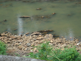 water flowing into the river
