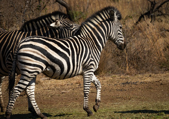 Fototapeta na wymiar Burchell's zebra being herded along by the dominant male