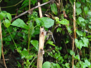 Dragonfly in a plant