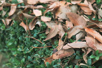 green leaves on a tree .02