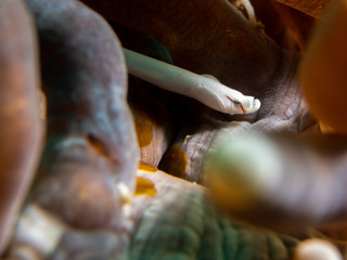 pipe fish macro