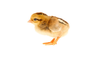 Little chicken in isolated with Clipping path