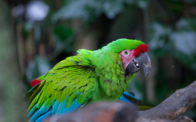 Psittacidae. Scientific name: Amazon commonly called parrots. Her beauty and intelligence.