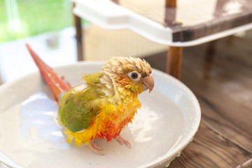 ウロコインコの入浴